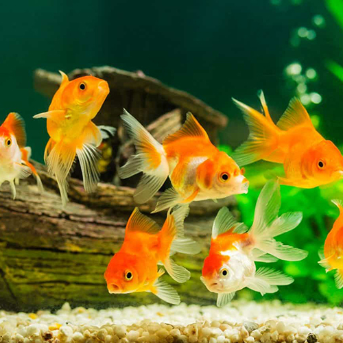 Imagen representativa
                               de la categoría Peces de agua dulce