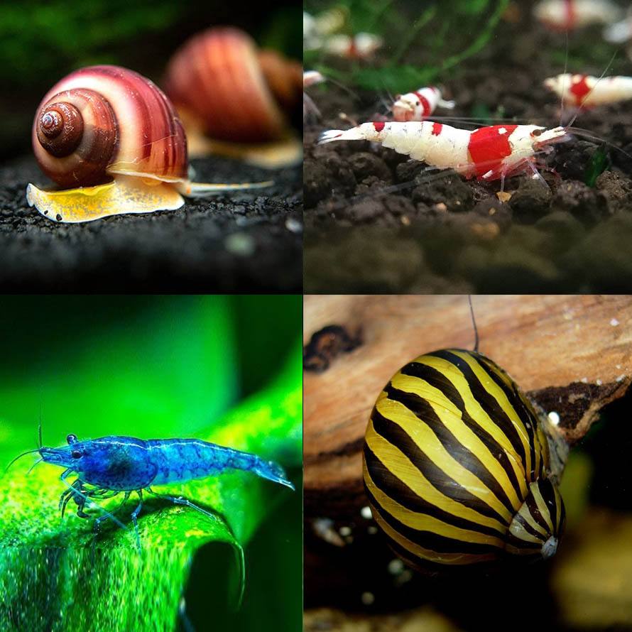 Imagen representativa
                               de la categoría Invertebrados de agua dulce
