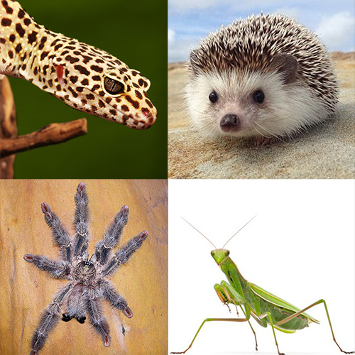 Imagen representativa
                               de la categoría Mascotas exóticas